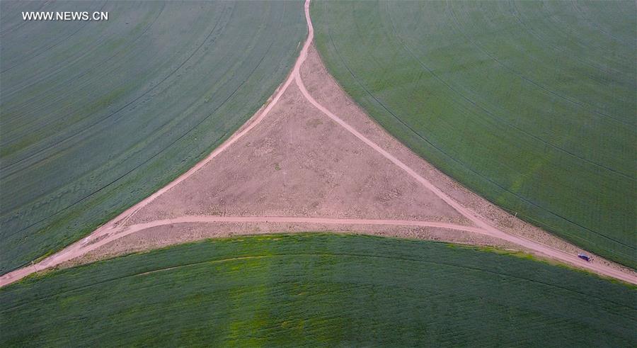 CHINA-INNER MONGOLIA-CHIFENG-ALFALFA PASTURE (CN)