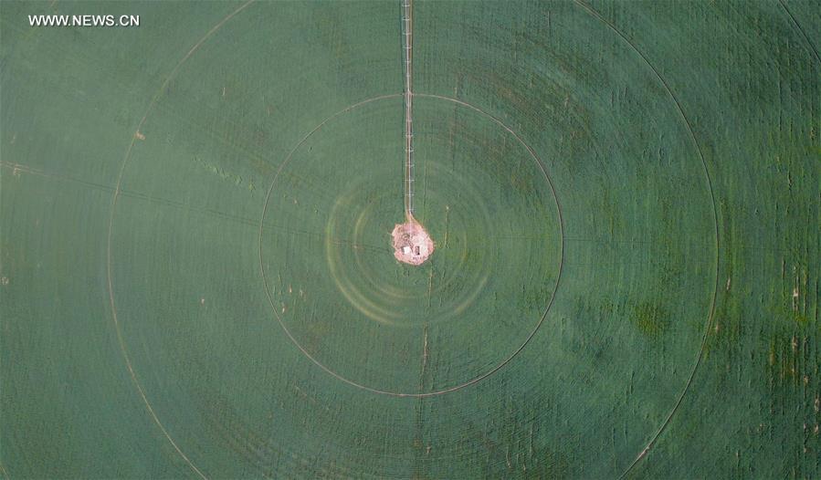 CHINA-INNER MONGOLIA-CHIFENG-ALFALFA PASTURE (CN)