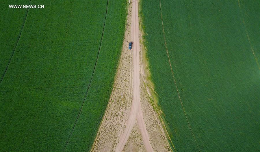 CHINA-INNER MONGOLIA-CHIFENG-ALFALFA PASTURE (CN)