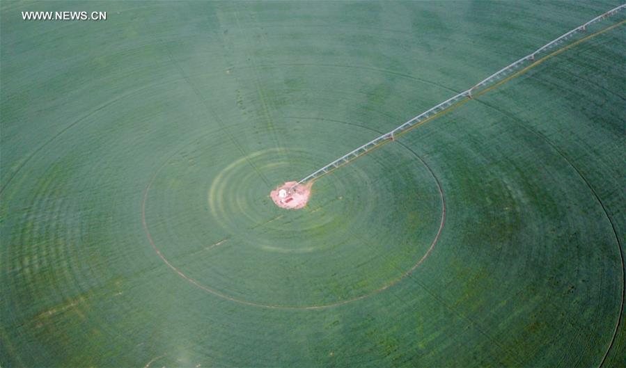 CHINA-INNER MONGOLIA-CHIFENG-ALFALFA PASTURE (CN)