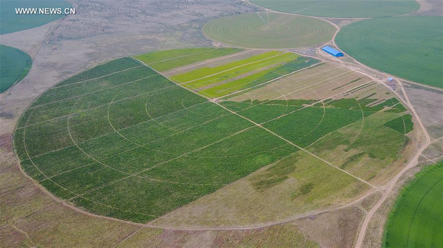 CHINA-INNER MONGOLIA-CHIFENG-ALFALFA PASTURE (CN)