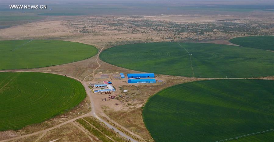 CHINA-INNER MONGOLIA-CHIFENG-ALFALFA PASTURE (CN)