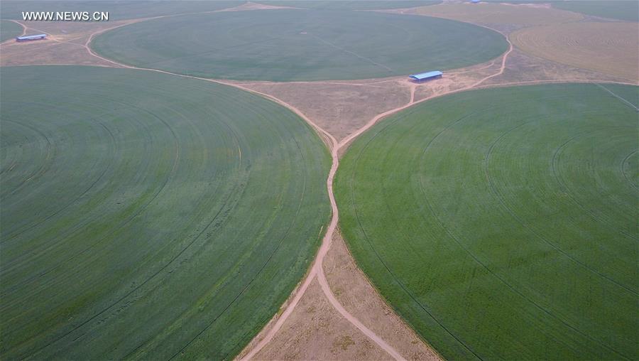 CHINA-INNER MONGOLIA-CHIFENG-ALFALFA PASTURE (CN)
