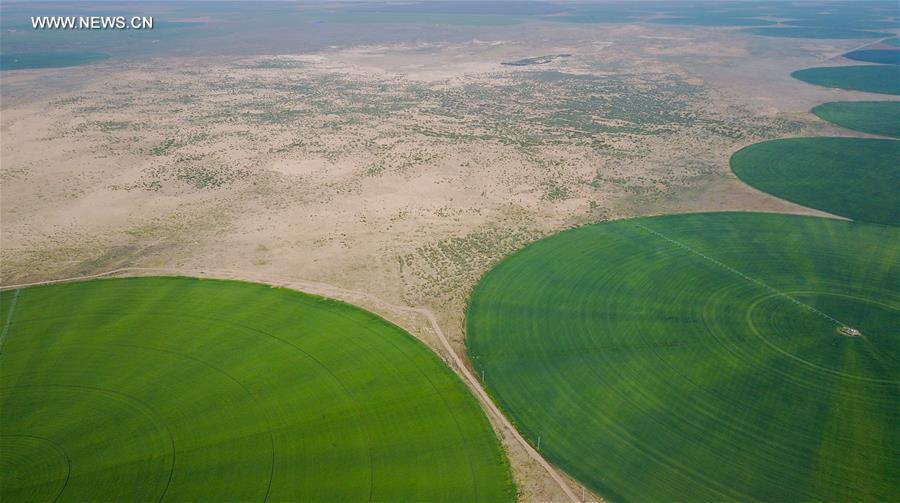 CHINA-INNER MONGOLIA-CHIFENG-ALFALFA PASTURE (CN)