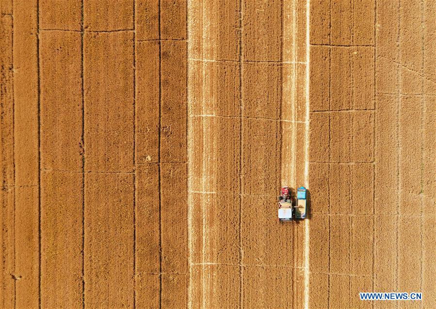 CHINA-HEBEI-XIONGAN NEW AREA-WHEAT HARVEST (CN)