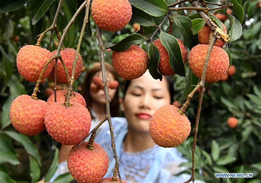 CHINA-GUANGXI-LITCHI-HARVEST (CN)