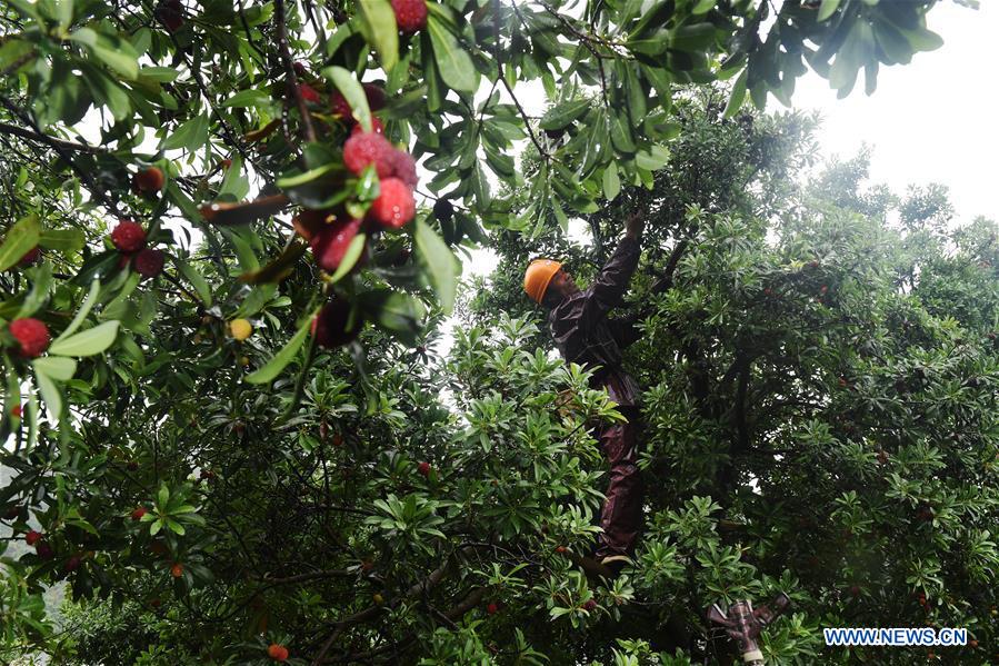 CHINA-ZHEJIANG-CIXI-WAXBERRY (CN)