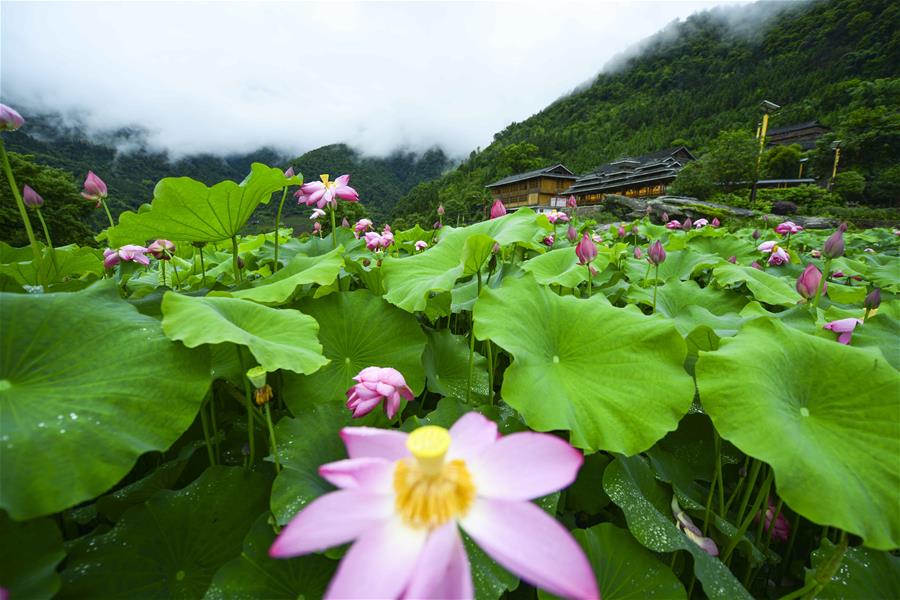 #CHINA-SUMMER-LOTUS FLOWERS (CN*)