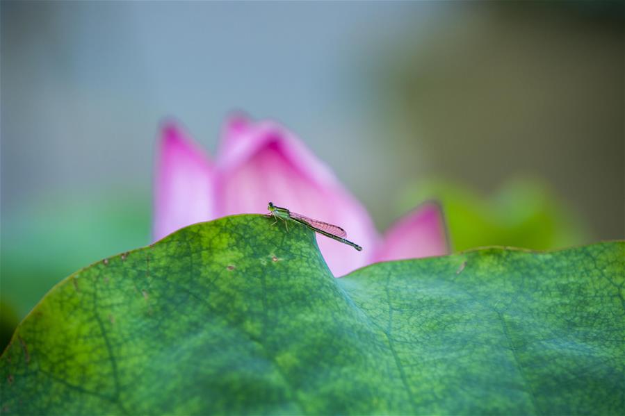 #CHINA-SUMMER-LOTUS FLOWERS (CN*)