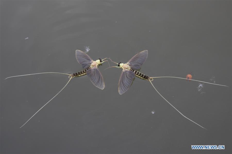HUNGARY-TISZA RIVER-TISZAKURT-SWARMING MAYFLIES