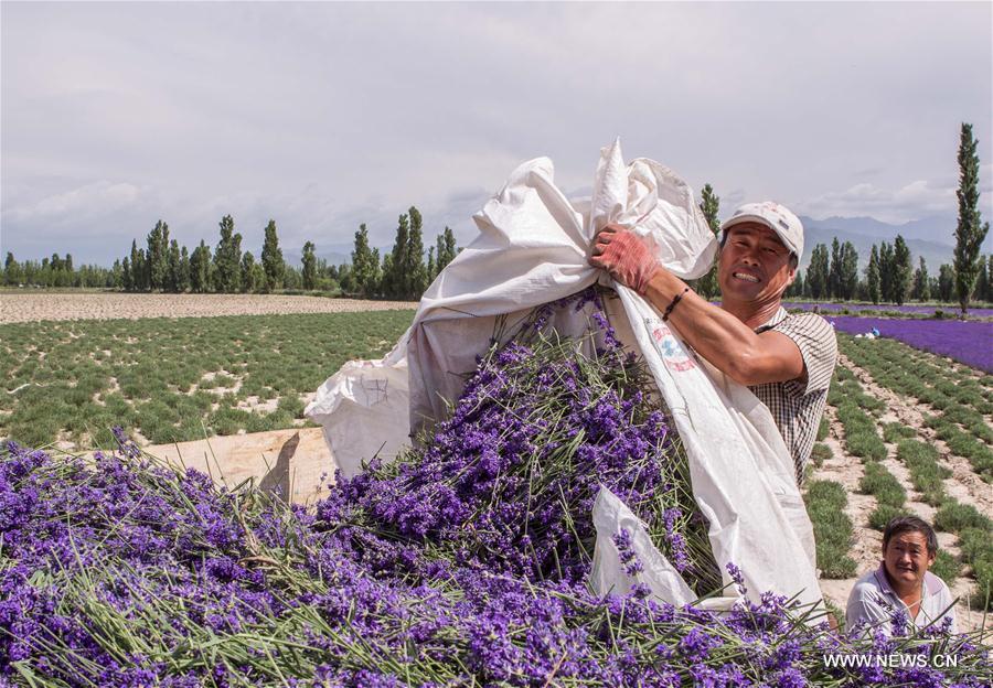 CHINA-XINJIANG-LAVENDER-TOURSIM FESTIVAL (CN)