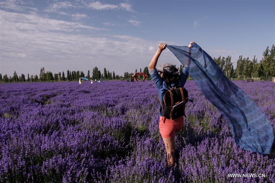 CHINA-XINJIANG-LAVENDER-TOURSIM FESTIVAL (CN)