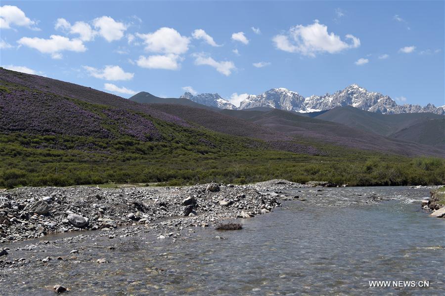 CHINA-GANSU-TIANZHU-QILIAN MOUNTAINS-SUMMER (CN)