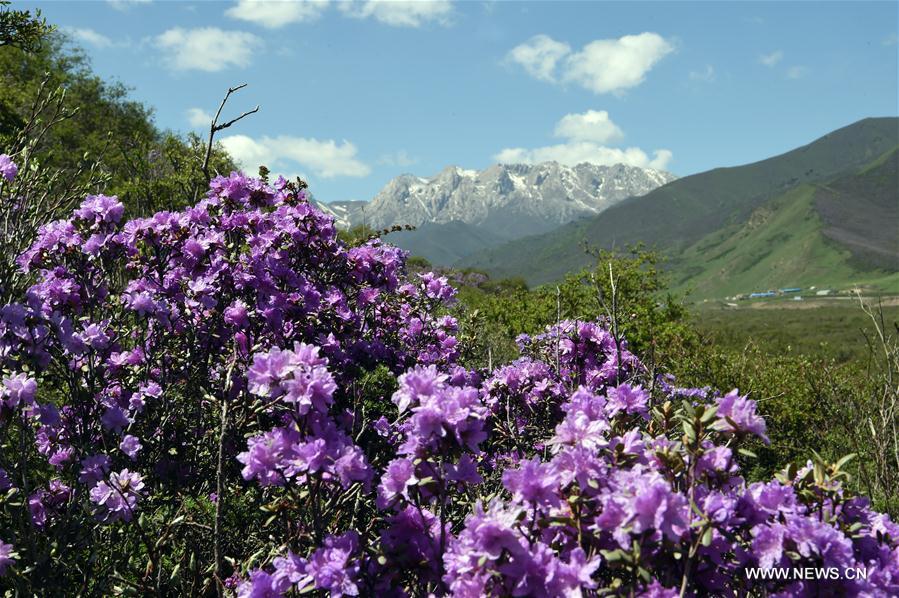 CHINA-GANSU-TIANZHU-QILIAN MOUNTAINS-SUMMER (CN)
