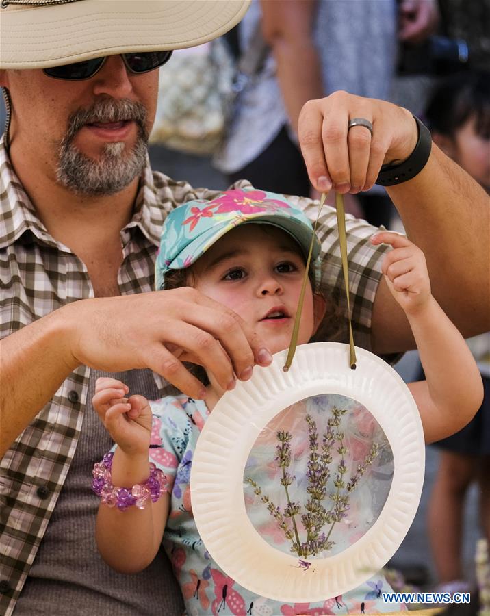 US-CALIFORNIA-LAVENDER FESTIVAL