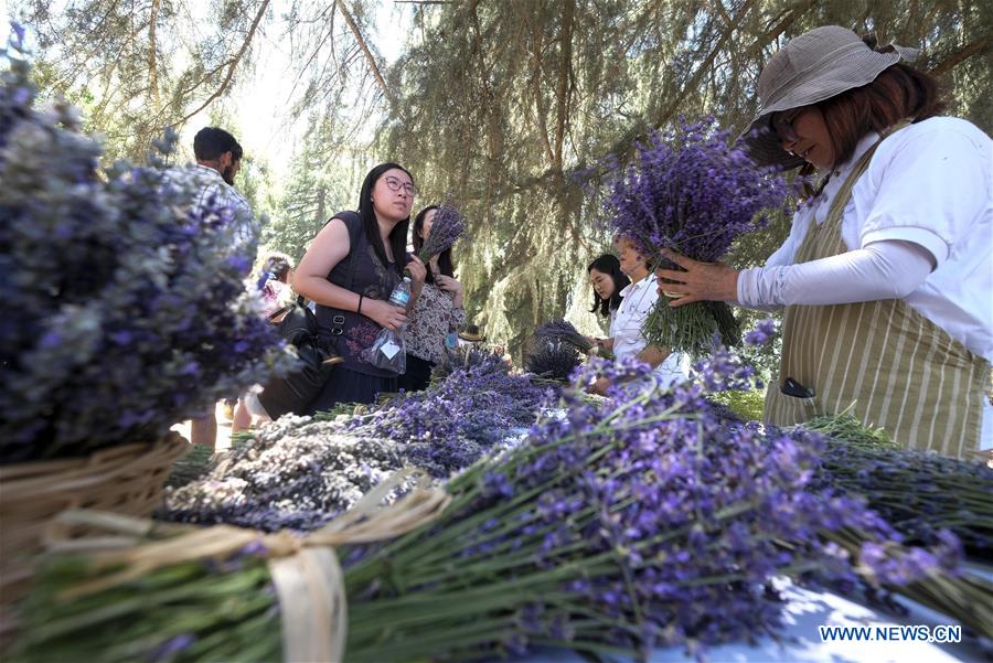 US-CALIFORNIA-LAVENDER FESTIVAL
