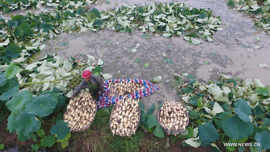 #CHINA-HUNAN-LOTUS ROOT-HARVEST (CN)