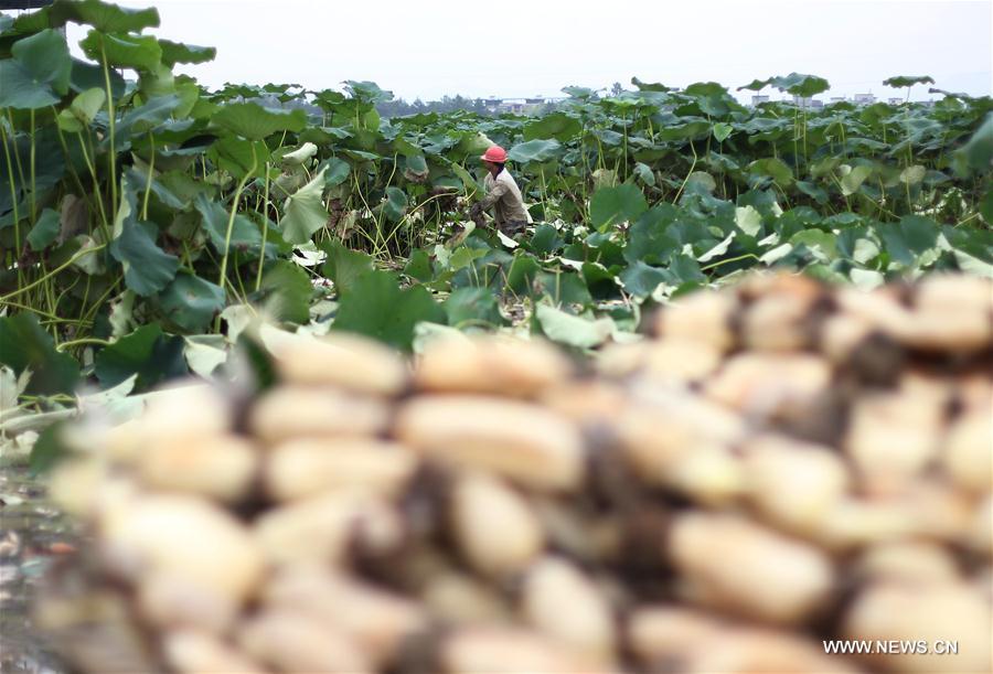 #CHINA-HUNAN-LOTUS ROOT-HARVEST (CN)