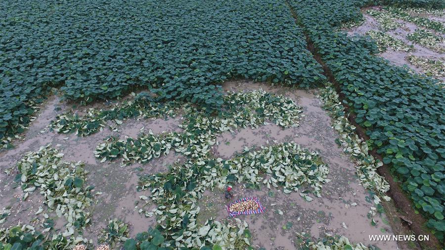 #CHINA-HUNAN-LOTUS ROOT-HARVEST (CN)