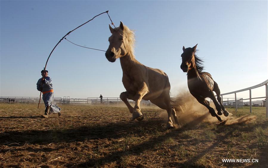#CHINA-INNER MONGOLIA-XILINGOL-HORSE(CN)