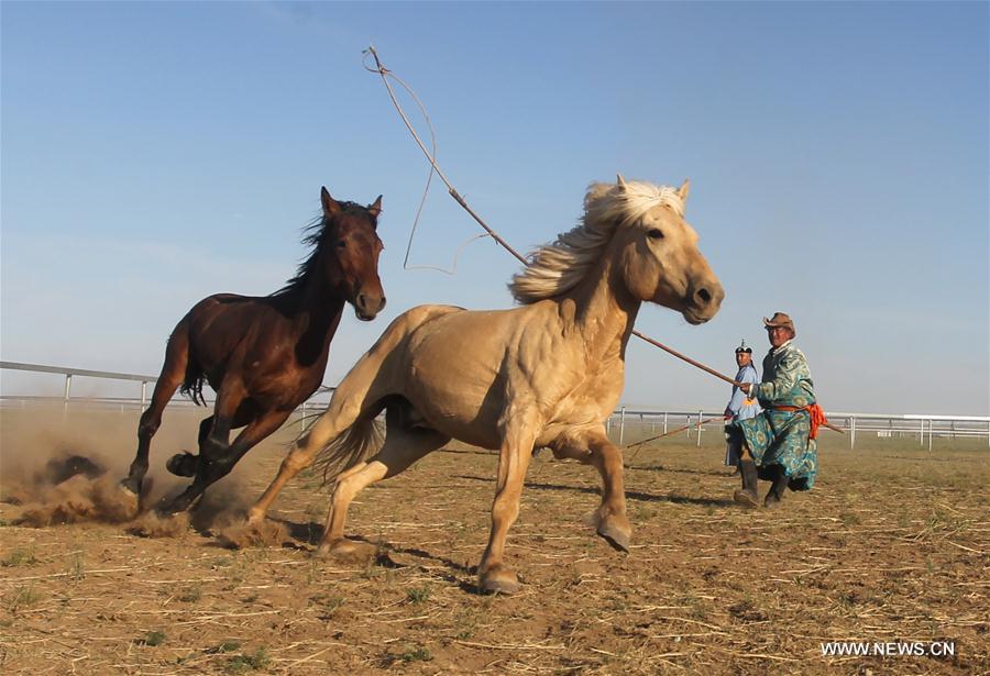#CHINA-INNER MONGOLIA-XILINGOL-HORSE(CN)