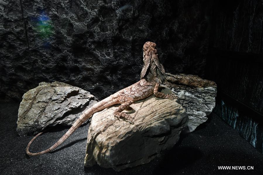 CHINA-HEILONGJIANG-HARBIN-LIZARD EXHIBITION (CN)