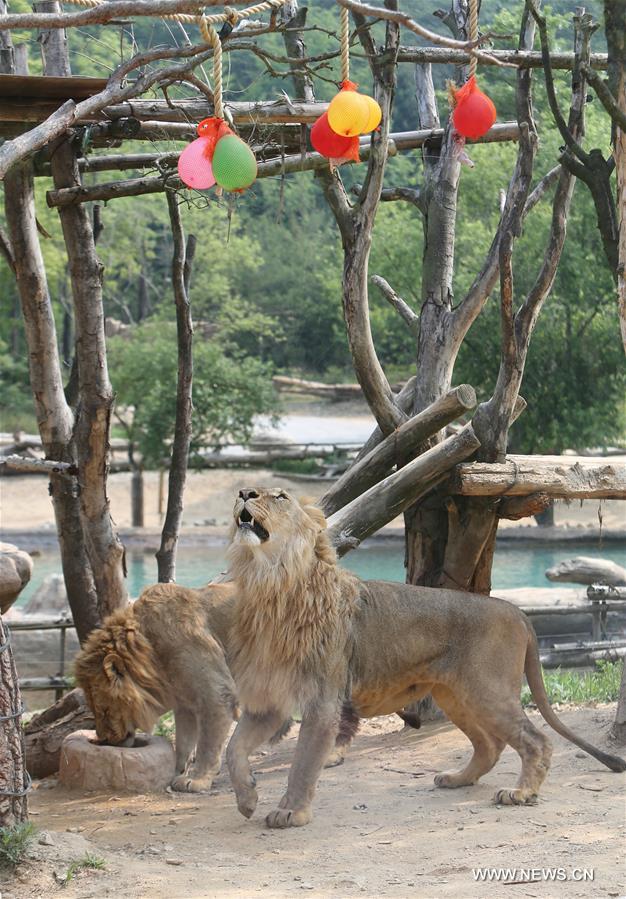 SOUTH KOREA-SEOUL-ANIMAL-SUMMER HEAT
