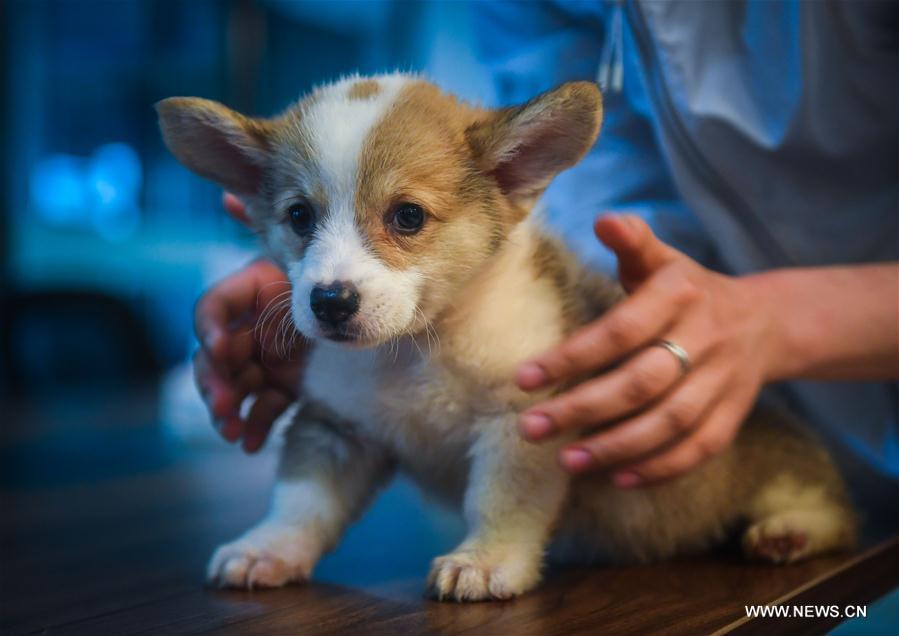 CHINA-WENZHOU-PINGYANG-PET INDUSTRY(CN)