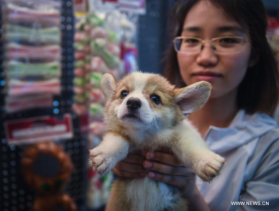 CHINA-WENZHOU-PINGYANG-PET INDUSTRY(CN)