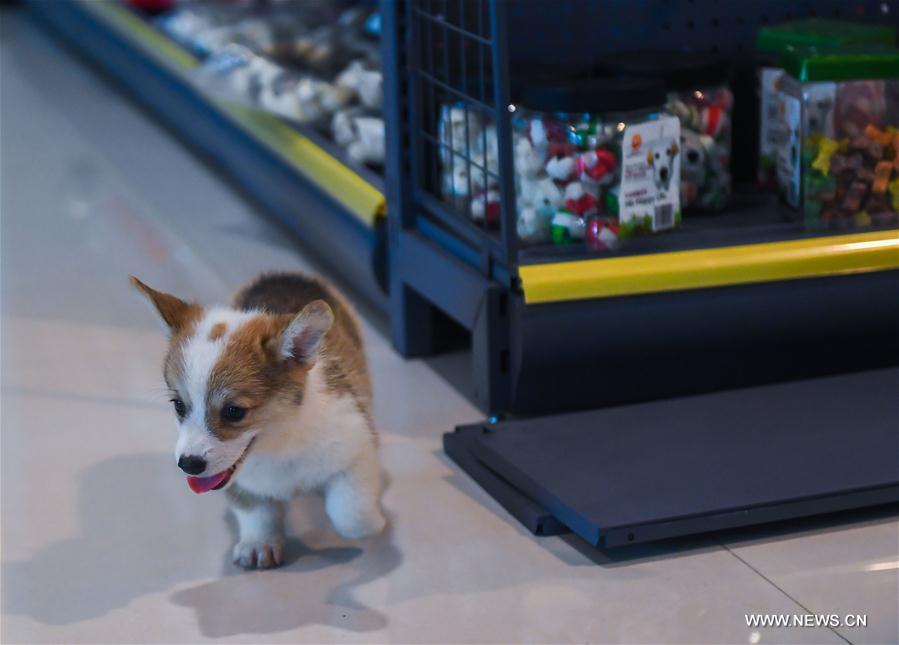 CHINA-WENZHOU-PINGYANG-PET INDUSTRY(CN)