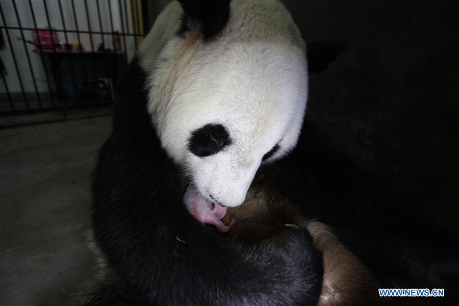CHINA-SHAANXI-PANDA CUBS (CN)