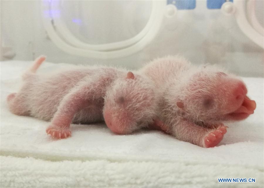 CHINA-SHAANXI-PANDA CUBS (CN)