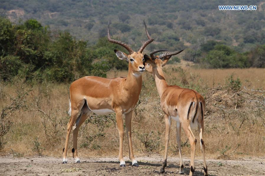 RWANDA-AKAGERA NATIONAL PARK-RESTORATION