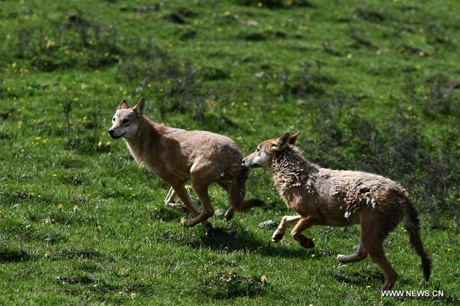 CHINA-GANSU-WOLVES-RELEASE-NATURE (CN)