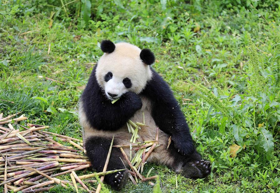 CHINA-CHENGDU-GERMANY-GIANT PANDAS (CN)