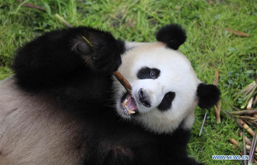 CHINA-CHENGDU-GERMANY-GIANT PANDAS (CN)