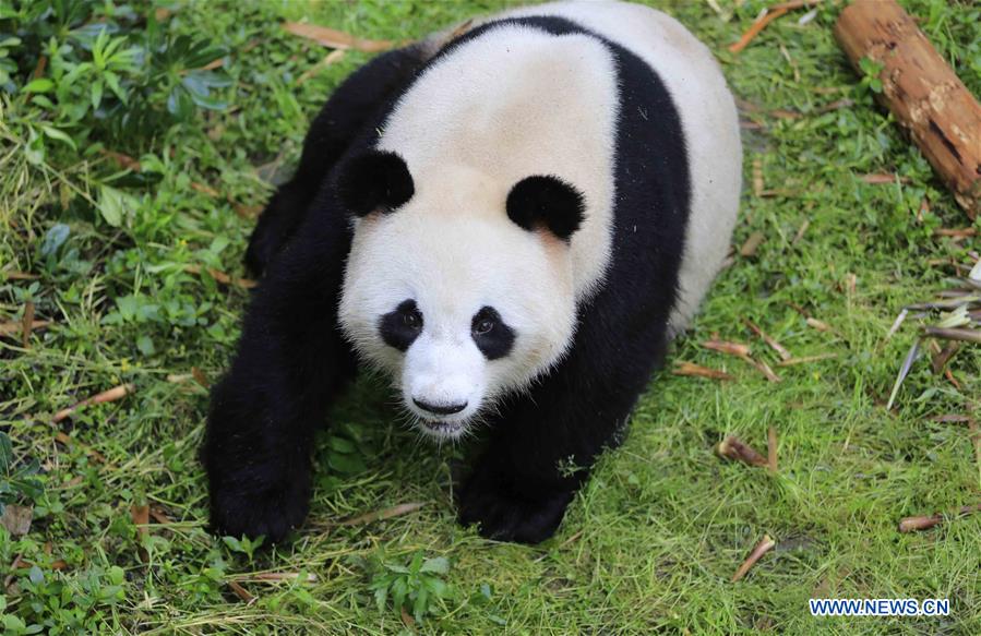CHINA-CHENGDU-GERMANY-GIANT PANDAS (CN)