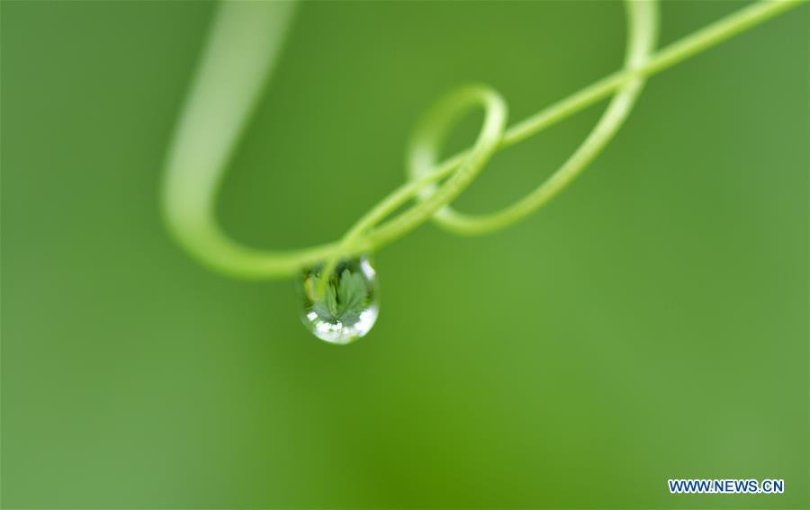 #CHINA-HUBEI-VINES (CN)