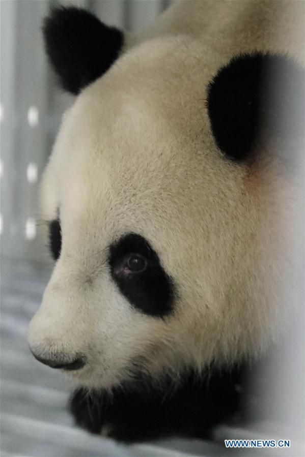 CHINA-CHENGDU-GERMANY-GIANT PANDAS (CN)