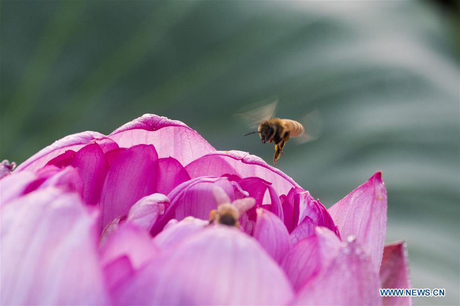 CHINA-SUMMER-LOTUS FLOWER (CN)