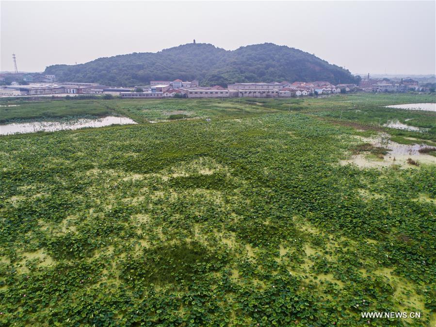 CHINA-ZHEJIANG-HUZHOU-LOTUS GROWING (CN)