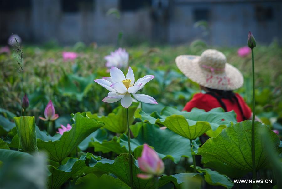 CHINA-ZHEJIANG-HUZHOU-LOTUS GROWING (CN)
