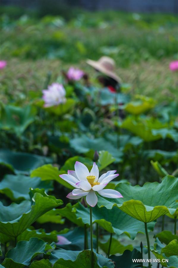 CHINA-ZHEJIANG-HUZHOU-LOTUS GROWING (CN)