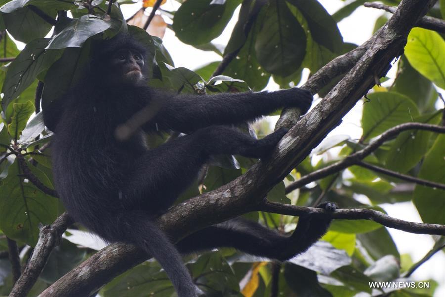 SINGAPORE-CENTRAL CATCHMENT NATURE RESERVE-RAFFLES' BANDED LANGUR