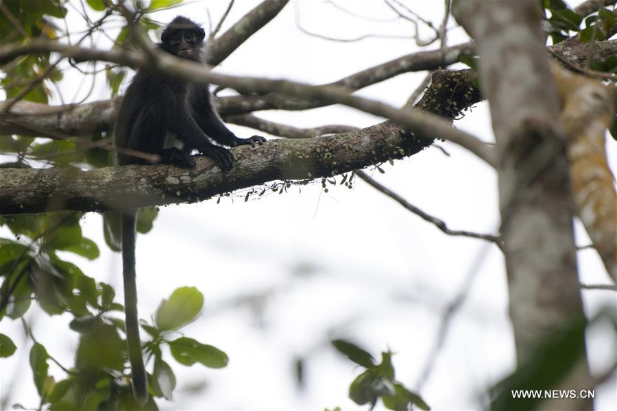 SINGAPORE-CENTRAL CATCHMENT NATURE RESERVE-RAFFLES' BANDED LANGUR