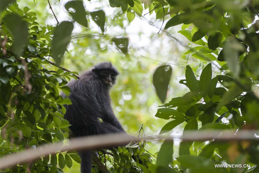 SINGAPORE-CENTRAL CATCHMENT NATURE RESERVE-RAFFLES' BANDED LANGUR