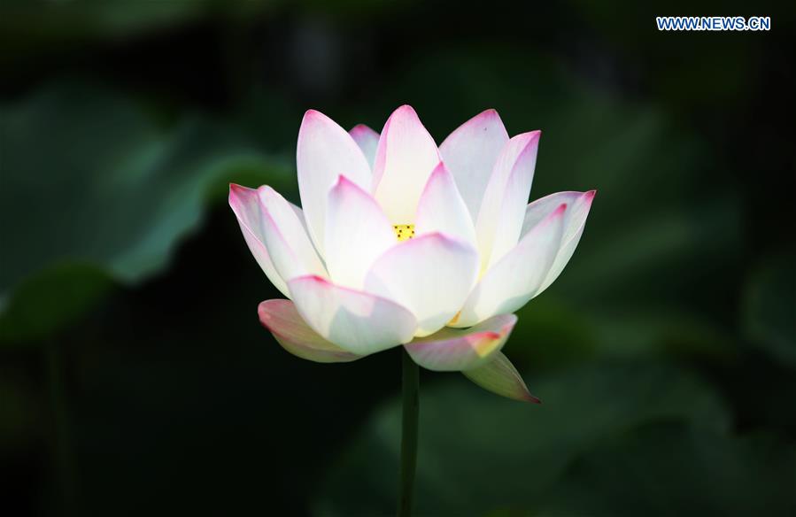 CHINA-HEBEI-LOTUS FLOWERS (CN)