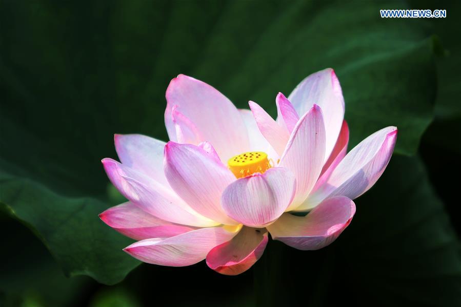 CHINA-HEBEI-LOTUS FLOWERS (CN)