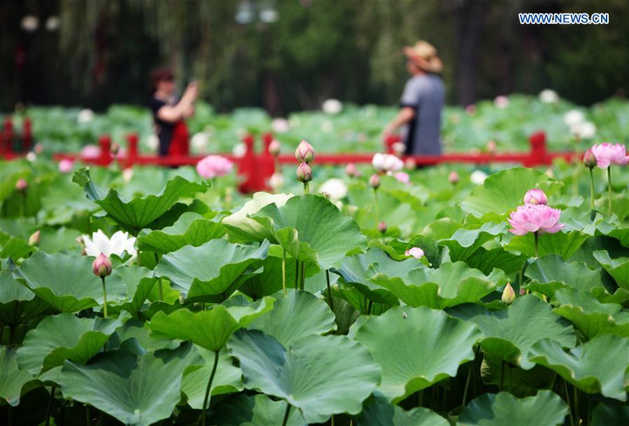 CHINA-HEBEI-LOTUS FLOWERS (CN)