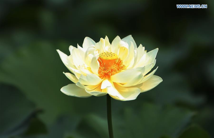 CHINA-HEBEI-LOTUS FLOWERS (CN)